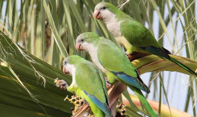 Garriti, nidi giganti, danni alle colture: in Puglia è invasione di parrocchetti